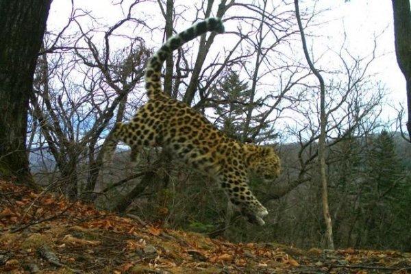 В России увеличилась популяция дальневосточных леопардов - «Происшествия»