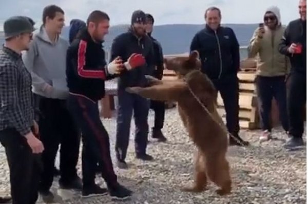 В сети опубликовали видео «спарринга» Нурмагомедова с медведем - «Происшествия»