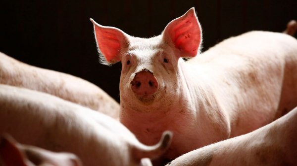 В сосисках из Китая нашли геном африканской чумы свиней - «Новости Дня»