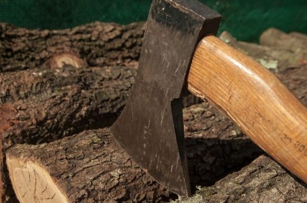 В Тверской области местный житель незаконно срубил более 1300 деревьев - «Происшествия»