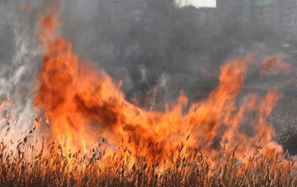 В Житомирской области погибли супруги, сжигая траву