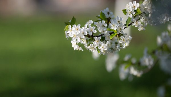Весна придет в Москву во второй половине апреля - «Новости дня»