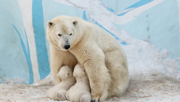 Ветеринары: у белой медведицы Герды родились мальчик и девочка - «Новости дня»