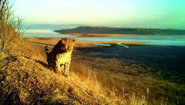 Во Владивостоке амурский тигр и леопард впервые попали в объектив фотоловушки - «Новости дня»