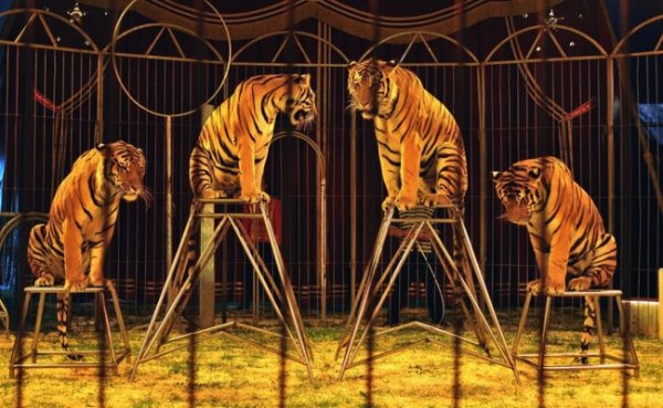 В Словакии запретили выступление в цирках диких животных - «Новости Дня»