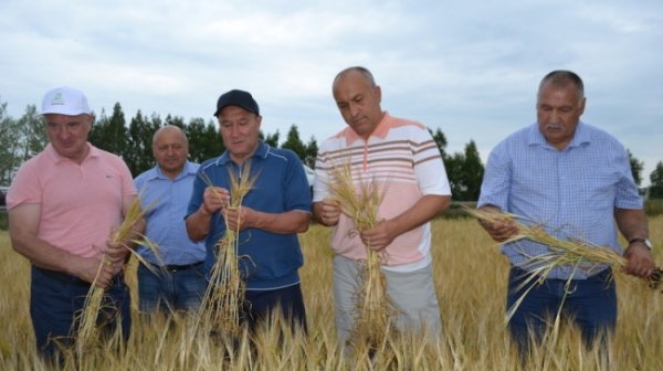 В Татарстане снова жалуются на неурожай из-за погоды - «Новости Дня»