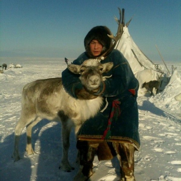 Ямальский активист собирается привести на митинг 800 оленей