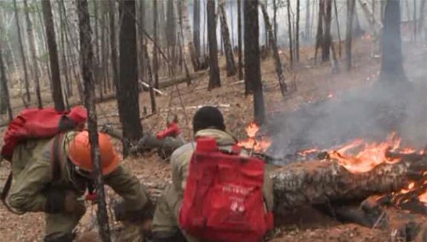 За информацию о поджигателях леса забайкальцам будут платить - «Новости дня»