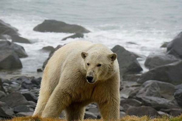 Заблудившегося на Камчатке белого медведя отправят на Чукотку вертолётом - «Политика»
