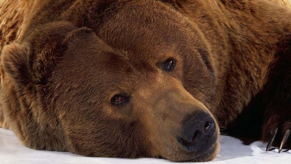 Жительница Приамурья покормила медведя с рук и попала в больницу - «Новости Дня»