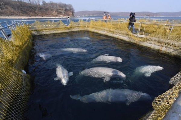 Животных из «китовой тюрьмы» планируют воссоединить с их семьями - «Политика»