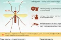 Можно ли заразиться ВИЧ через укус комара? | Здоровая жизнь | Здоровье - «Происшествия»