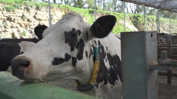 На ферме в Англии коровы осваивают доение с помощью технологии связи 5G - «Новости Дня»