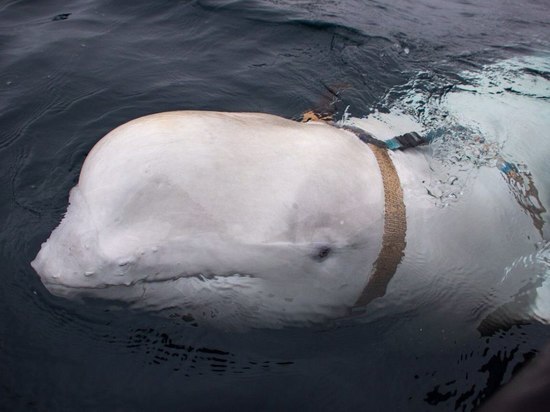 Норвежцы подозревают российских военных в шпионаже с помощью китов - «Новости Дня»