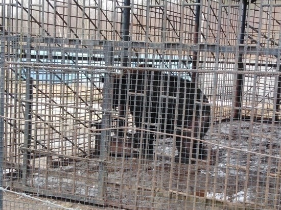 Прокуратура проверяет информацию о медведях в клетках на трассе в Тверской области