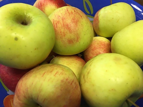 Россия ввела запрет на поставки яблок и груш из Белоруссии - «Происшествия»