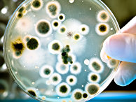Тихий убийца: устойчивые к лекарствам бактерии атакуют Ближний Восток (Middle East Eye, Великобритания) - «Общество»