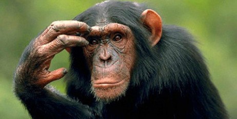Ученые создали обезьян с человеческим геном в мозгу - «Мир»