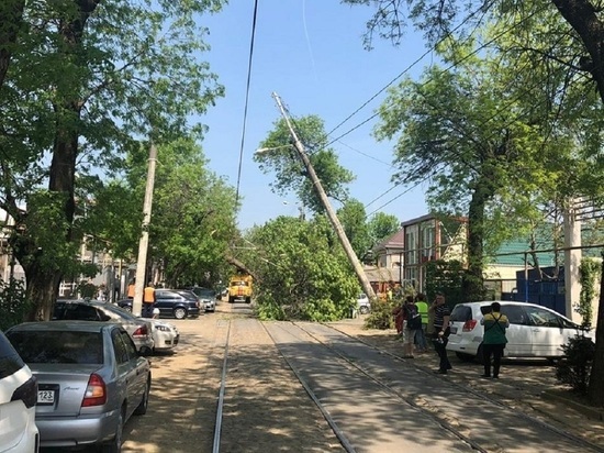Упавшее дерево в Краснодаре повредило трамвайные провода четырёх маршрутов