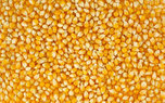 Управлением Россельхознадзора запрещен вывоз в КНР почти 7 тысяч тонн зерна кукурузы и сои, засоренного семенами амброзии - «Новости Уссурийска»