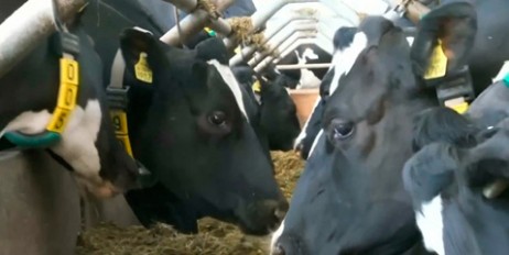 В Британии на коров надели ошейники с 5G - «Спорт»