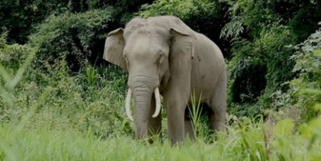 В Индии слон насмерть затоптал пять человек - «Экономика»