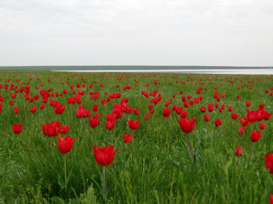 В Калмыкии ищут волонтеров на фестиваль тюльпанов