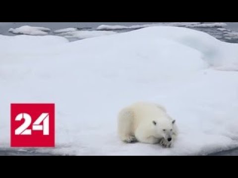 В Камчатском крае спасают белого медведя по прозвищу Умка - Россия 24 - (видео)