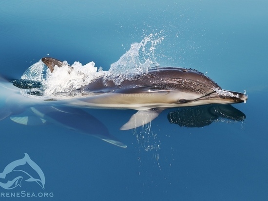 В Крыму защитники дельфинов объявили войну крупноячеистым сетям