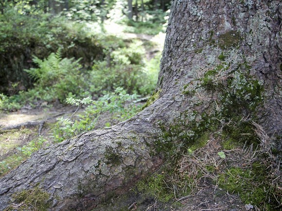 В подмосковном лесу нашли труп мужчины, прикованный цепями к дереву - «Культура»
