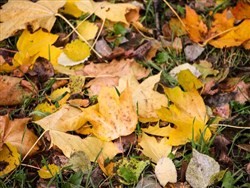 В России разрешили бесплатно собирать мох и сухие листья - «Политика»