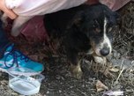 В Уссурийске похороненный пёс выбрался из своей могилы - «Новости Уссурийска»