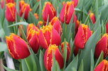 В Уссурийске скоро зацветут 25 тысяч тюльпанов - «Новости Уссурийска»