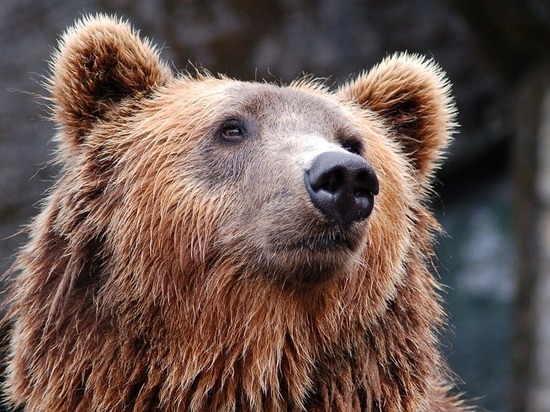 В Волгоградской области хозяева сбежавшей медведицы назвали её ручной