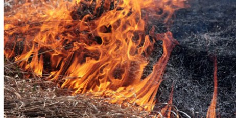 В Житомирской области погибли пожилые супруги из-за сжигания сухой травы - «Культура»