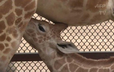 В зоопарке Мексики показали жирафенка