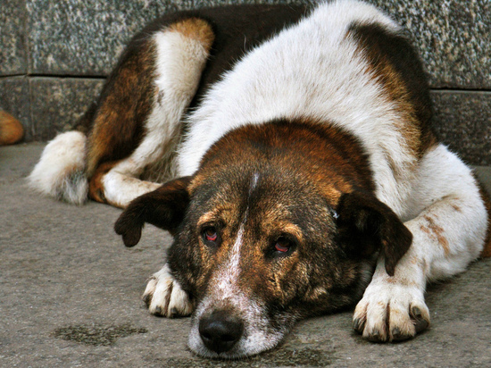 Власти Калининграда взяли ответственность за бездомных животных на себя