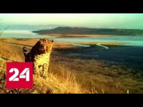 Во Владивостоке амурский тигр и леопард впервые попали в объектив фотоловушки - Россия 24 - (видео)