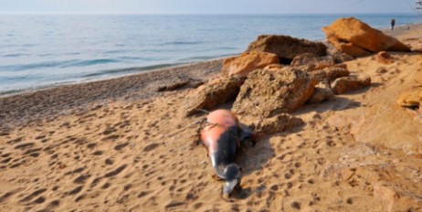 Возле Севастополя обнаружили 18 мертвых дельфинов - «Общество»
