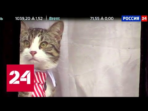 WikiLeaks рассказал о судьбе кота Ассанжа - Россия 24 - (видео)