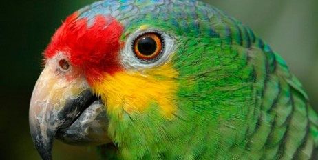 Задержанный в Бразилии попугай наркоторговцев держит клюв крепко закрытым - «Культура»