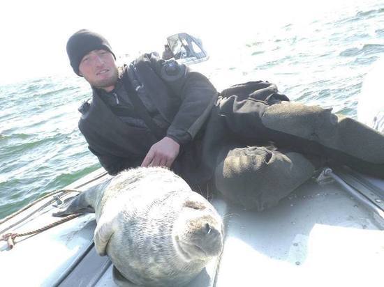 Жителям Калининградской области посоветовали не кормить тюленей