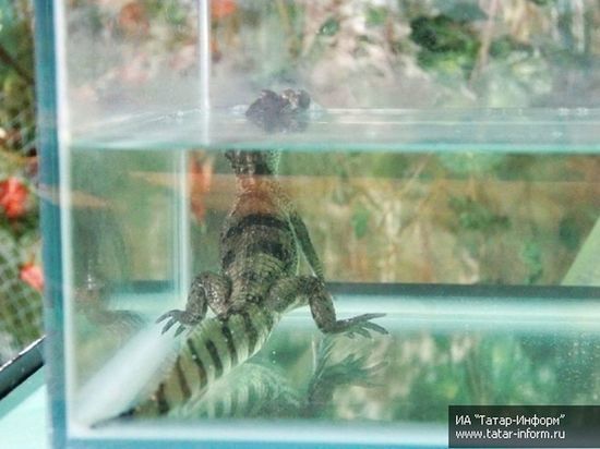 Животные закрытого в Казани океанариума оказались на грани гибели