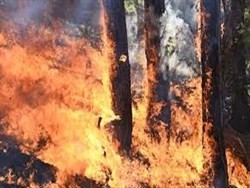 Более 18 тысяч гектаров леса горят в Забайкальском крае - «Политика»
