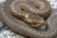 Какие ядовитые змеи водятся в Подмосковье? | Природа | Общество - «Происшествия»