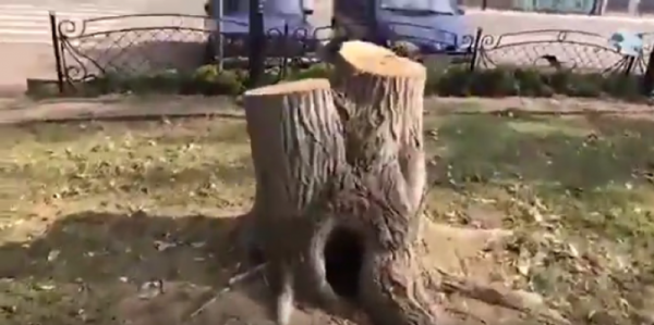 «Деревья срезаны, все разгромлено». В Олешках Херсонской области власти уничтожили городской парк - «Военное обозрение»