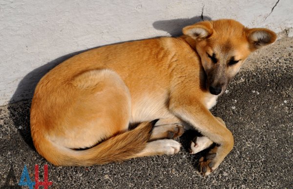 Донецкие спасатели извлекли собаку из-под бетонной плиты в прифронтовом районе города – МЧС