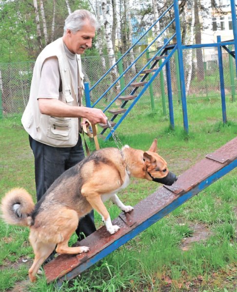 Где гулять с собакой во Внукове? | Внуково | Мой район - «Политика»