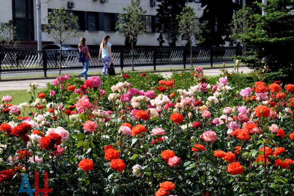 И.о. мэра Донецка высадит столичные розы в Санкт-Петербурге