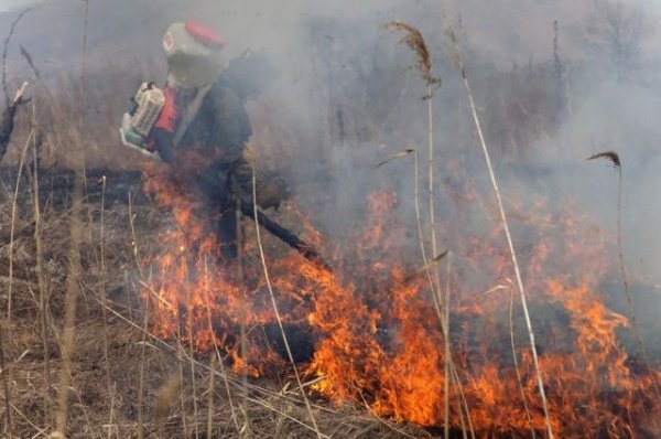 Из-за лесных пожаров в пяти районах Курганской области ввели режим ЧС - «Происшествия»